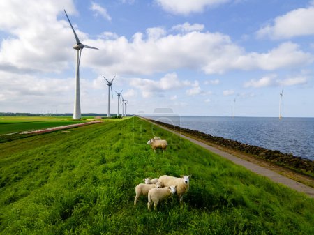 Foto de Parque de molinos de viento con ovejas en las turbinas de dique y molinos de viento - Imagen libre de derechos