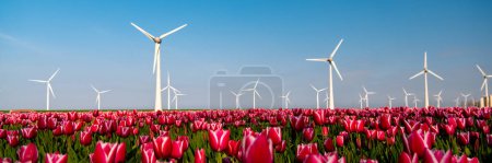 Téléchargez les photos : Éoliennes et champs de tulipes colorés pendant la saison printanière par une journée ensoleillée - en image libre de droit