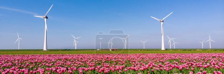 Foto de Turbinas de molino de viento y coloridos campos de tulipanes durante la temporada de primavera en un día soleado con campos de flores - Imagen libre de derechos