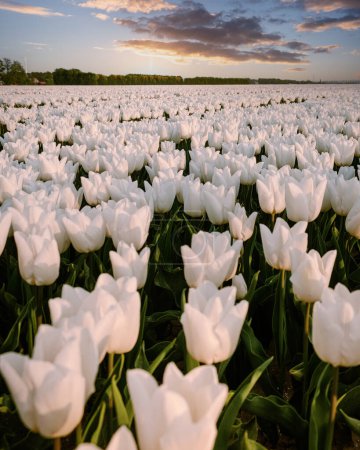 Téléchargez les photos : Champ de tulipes blanches au coucher du soleil aux Pays-Bas Noordoostpolder - en image libre de droit