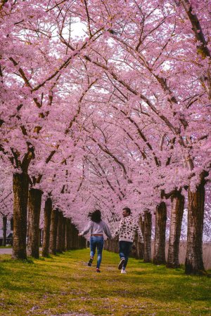 Photo for Couple at a Sakura Cherry blossoming alley. blooming cherry sakura trees and green lawn in spring, Netherlands. Pink flowers of the cherry tree. couple of men and women in mid age - Royalty Free Image