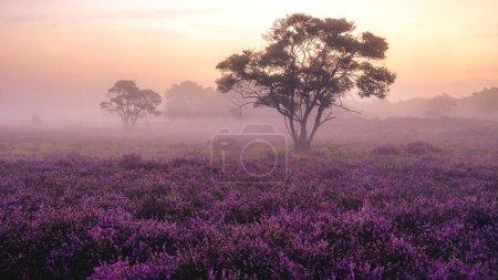 Blühende Heidefelder, lila-rosa Heidekraut in voller Blüte, blühende Heizung im Veluwe Zuiderheide Park, Niederlande. Holland bei Sonnenaufgang mit Nebel und Nebel