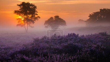 Téléchargez les photos : Blooming Heather fields, purple pink heather in bloom, blooming heater on the Veluwe Zuiderheide park, Netherlands. Holland - en image libre de droit
