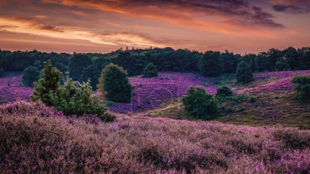 Foto de Parque nacional Posbank Veluwezoom, campos de brezo florecientes durante la salida del sol en el Veluwe en los Países Bajos, colinas púrpuras de los Países Bajos Posbank - Imagen libre de derechos