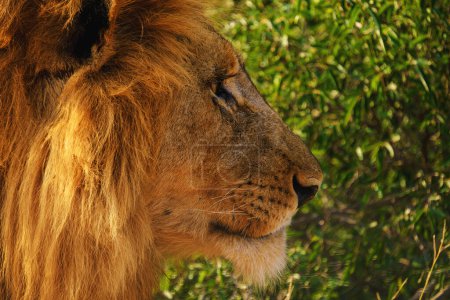 Téléchargez les photos : African Lions during safari game drive in Kruger National park South Africa. close up of Lions looking into camera. - en image libre de droit