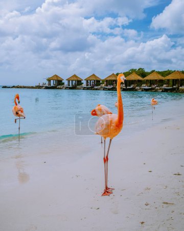 Foto de Playa de Aruba con flamencos rosados en la playa, flamenco en la playa en la isla de Aruba Caribe. Un flamenco colorido en primera línea de playa durante el verano - Imagen libre de derechos