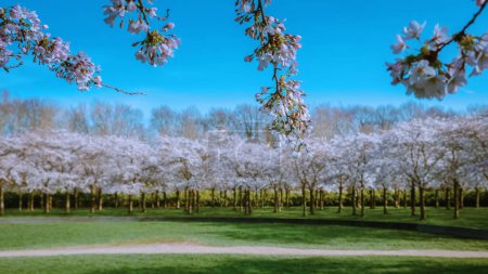 Téléchargez les photos : Kersenbloesempark flower park Il y a 400 cerisiers à Amsterdamse Bos, Au printemps, vous pouvez profiter de la belle fleur de cerisier ou Sakura. Pays Bas - en image libre de droit