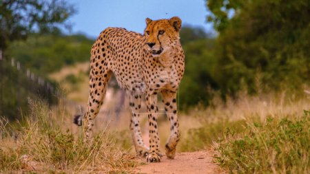 Téléchargez les photos : Cheeta animal sauvage dans le parc national Kruger Afrique du Sud, Cheetah sur la chasse pendant le coucher du soleil. - en image libre de droit