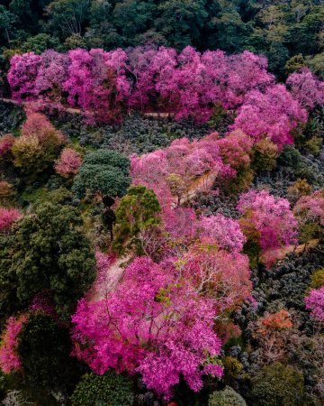 Photo for Sakura Cherry Blossom in Chiang Mai Khun Chan Khian Thailand at Doi Suthep, Aerial view of pink cherry blossom trees on mountains, Chiang Mai in Thailand during winter. - Royalty Free Image