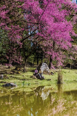 Téléchargez les photos : Cherry blossom in Northern Thailand, The wild Himalayan cherry Sakura Thai in full bloom at Thai Orchid Nursery in Chiang Mai province, fantastic places to see cherry blossom in Thailand Doi Inthanon - en image libre de droit