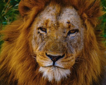 Foto de Close up of Lion male head during a safari in South Africa Kruger park. - Imagen libre de derechos