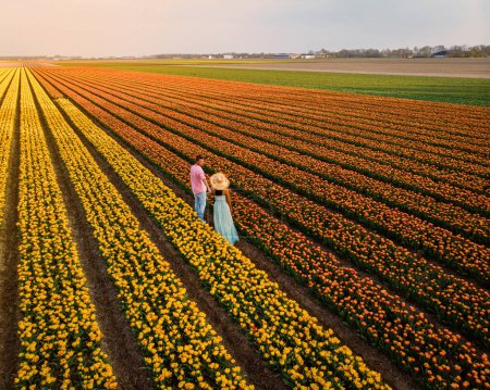 Téléchargez les photos : Drone vue aérienne d'en haut couple d'hommes et de femmes dans un champ de tulipes, Noordoostpolder Pays-Bas, Bulb region Hollande en pleine floraison au printemps, champs de tulipes colorées - en image libre de droit