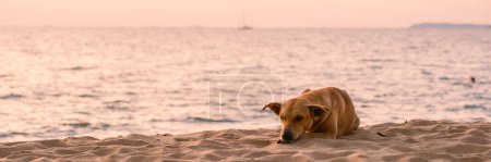 Foto de A street dog on the beach during sunset on the beach of Pattaya Thailand in the evening - Imagen libre de derechos