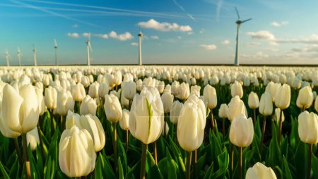 Photo for Windmill turbines with a blue sky and colorful tulip fields in Flevoland Netherlands. - Royalty Free Image