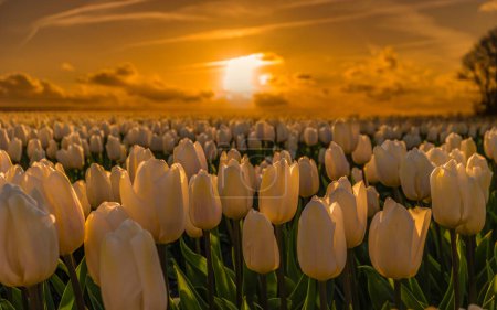 Téléchargez les photos : Colorful tulip field in the Netherlands in the flower bulb region. - en image libre de droit