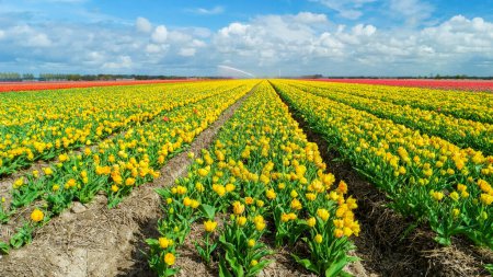 Téléchargez les photos : Champ de tulipes colorées aux Pays-Bas dans la région des bulbes de fleurs. - en image libre de droit