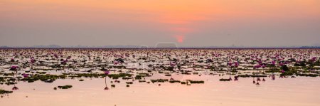 Photo for Red Lotus Sea Kumphawapi is full of pink flowers in Udon Thani in northern Thailand. Flora of Southeast Asia. - Royalty Free Image