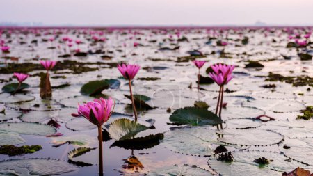 Foto de Red Lotus Sea Kumphawapi full of pink flowers in Udon Thani in northern Thailand. Flora of Southeast Asia. - Imagen libre de derechos