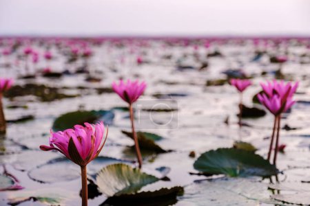 Foto de Red Lotus Sea Kumphawapi full of pink flowers in Udon Thani in northern Thailand. Flora of Southeast Asia. - Imagen libre de derechos