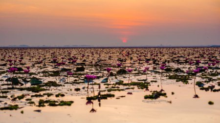 Téléchargez les photos : Red Lotus Sea Kumphawapi is full of pink flowers in Udon Thani in northern Thailand. Flora of Southeast Asia. - en image libre de droit