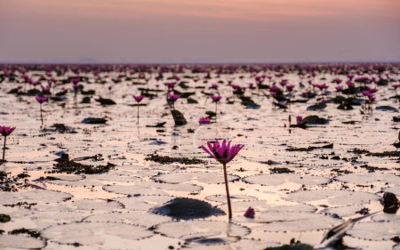 Foto de Sunrise at the Beautiful Red Lotus Sea Kumphawapi is full of pink flowers in Udon Thani in northern Thailand. Flora of Southeast Asia. - Imagen libre de derechos