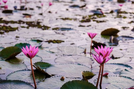 Photo for Red Lotus Sea Kumphawapi full of pink flowers in Udon Thani in northern Thailand. Flora of Southeast Asia. - Royalty Free Image