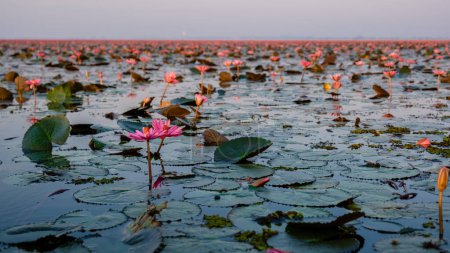 Foto de Beautiful Red Lotus Sea Kumphawapi with pink flowers in Udon Thani in northern Thailand. Flora of Southeast Asia. - Imagen libre de derechos