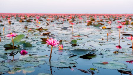 Photo for Beautiful Red Lotus Sea Kumphawapi with pink flowers in Udon Thani in northern Thailand. Flora of Southeast Asia. - Royalty Free Image