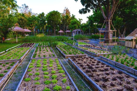 Téléchargez les photos : Jardin cuisine communautaire. Lits de jardin élevés avec des plantes dans le potager jardin communautaire en Thaïlande. - en image libre de droit