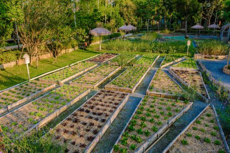Photo for Community kitchen garden. Raised garden beds with plants in vegetable community garden in Thailand. - Royalty Free Image
