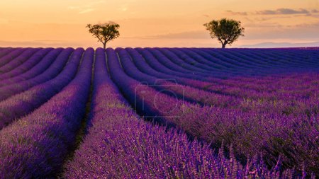 Photo for Provence, Lavender field at sunset, Valensole Plateau Provence France blooming lavender fields in Europe. - Royalty Free Image