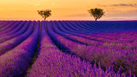 Téléchargez les photos : Provence, Champ de lavande au coucher du soleil, Plateau Valensole Provence France champs de lavande en fleurs en Europe. - en image libre de droit