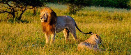 Foto de Maridaje masculino y femenino de leones durante la puesta del sol en Sudáfrica Thanda Game reserve Kwazulu Natal. sabana arbusto con León macho y hembra emparejamiento. - Imagen libre de derechos