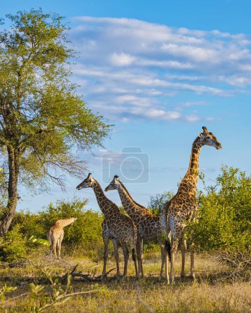 Foto de Giraffe in the bush of Kruger national park South Africa. Giraffe at dawn in Kruger park South Africa - Imagen libre de derechos