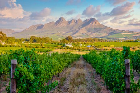 Paisaje del viñedo al atardecer con montañas en Stellenbosch, cerca de Ciudad del Cabo, Sudáfrica. uvas de vino en la vid en el viñedo,