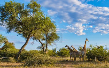 Foto de Giraffe in the bush of Kruger national park South Africa. Giraffe at dawn in Kruger park South Africa - Imagen libre de derechos