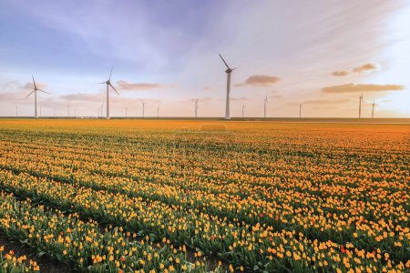 Foto de Parque de molinos de viento con un cielo azul y campo agrícola verde con flores de tulipán en los Países Bajos Europa al atardecer - Imagen libre de derechos