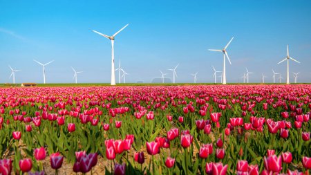 Téléchargez les photos : Windmill Park avec un ciel bleu et un champ agricole vert avec des fleurs de tulipes aux Pays-Bas Europe par une journée ensoleillée - en image libre de droit