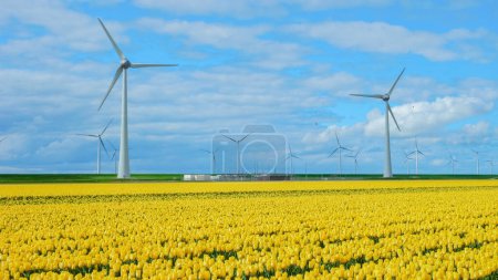 Foto de Parque de molinos de viento con un cielo azul y campo agrícola verde con flores de tulipán en los Países Bajos en un día soleado con nubes - Imagen libre de derechos