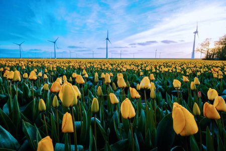 Foto de Parque de molinos de viento con cielo azul y campo agrícola verde con flores de tulipán en los Países Bajos - Imagen libre de derechos