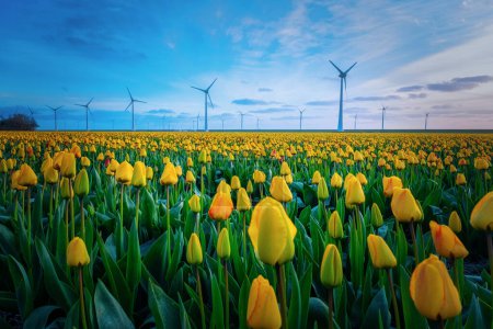 Foto de Parque de molinos de viento con un cielo azul y campo agrícola verde con flores de tulipán en los Países Bajos Europa al atardecer - Imagen libre de derechos