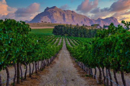 Téléchargez les photos : Paysage viticole au coucher du soleil avec montagnes à Stellenbosch, près de Cape Town, Afrique du Sud. raisins de cuve sur vigne dans le vignoble, - en image libre de droit