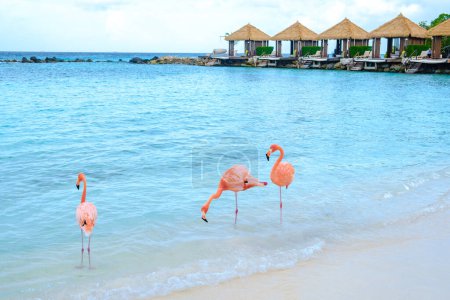 Rosafarbene Flamingos am Strand von Aruba, Flamingos am Strand von Aruba in der Karibik.