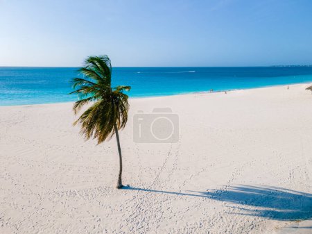Photo for Eagle Beach Aruba, Palm Trees on the shoreline of Eagle Beach in Aruba, an aerial drone view at the beach from above - Royalty Free Image