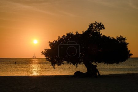 Photo for Divi Divi Trees on the shoreline of Eagle Beach in Aruba during sunset with a sailing boat in the ocean by the sun, - Royalty Free Image