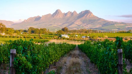 Foto de Paisaje del viñedo al atardecer con montañas en Stellenbosch, cerca de Ciudad del Cabo, Sudáfrica. uvas de vino en la vid en el viñedo Western Cape Sudáfrica - Imagen libre de derechos