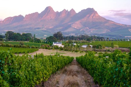 Photo for Vineyard landscape at sunset with mountains in Stellenbosch, near Cape Town, South Africa. wine grapes on the vine in the vineyard Western Cape South Africa during summer - Royalty Free Image