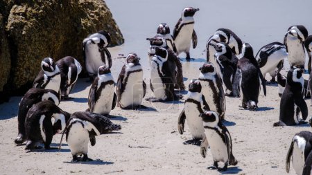 Téléchargez les photos : Penguins à Boulders Beach à Simons Town, Cape Town, Afrique du Sud. Beaux pingouins. Colonie de pingouins africains sur une plage rocheuse en Afrique du Sud. - en image libre de droit