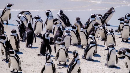 Téléchargez les photos : Un groupe de pingouins à Boulders Beach à Simons Town, Le Cap, Afrique du Sud. Beaux pingouins. Colonie de pingouins africains sur une plage rocheuse en Afrique du Sud Cap occidental - en image libre de droit