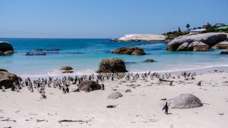 Foto de Penguins at Boulders Beach in Simons Town, Cape Town (en inglés). Hermosos pingüinos. Colonia de pingüinos africanos en una playa rocosa en Sudáfrica. - Imagen libre de derechos